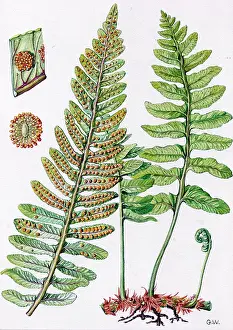 Vulgare: Polypodium vulgare