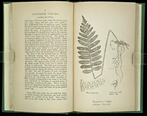 Hutchinson: Polypodium vulgare, fern