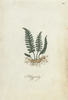 Polypodium: Polypody fern, Polypodium officinalis