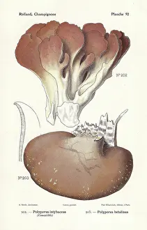 Bessin: Polypore mushrooms