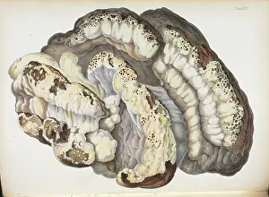 Hussey: Polyporus dryadeus