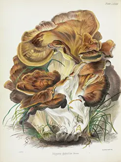 Hussey: Polyporus gigantius