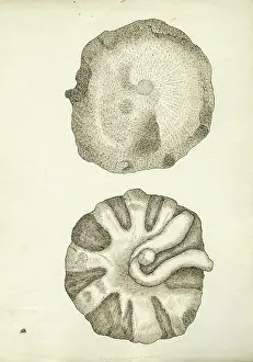 Greenough: Polypothecia agariciformis