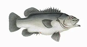 Polyprion: Polyprion americanus, or Atlantic Wreckfish
