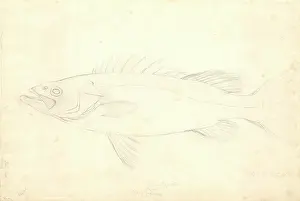 1754 1794: Polyprion oxygeneios, hapuka