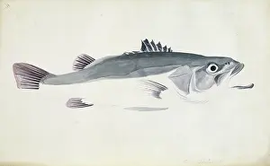 Polyprion: Polyprion oxygenios, hapuku