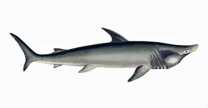 Sharks: Polyprosopus Macer, or Broad-Headed Gazer