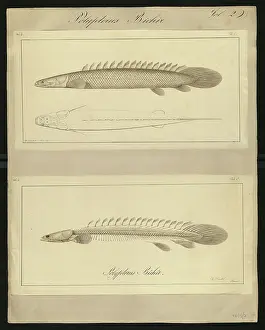 Dinkel: Polypterus bichir