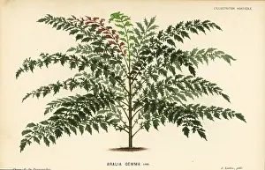 Crenata: Polyscias crenata