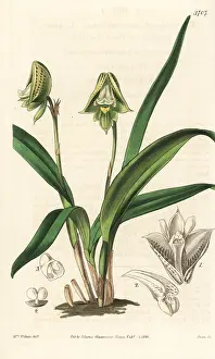 Grandiflora: Polystachya galeata orchid
