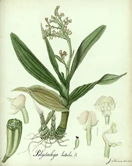 Terrarium: Polystachya luteola