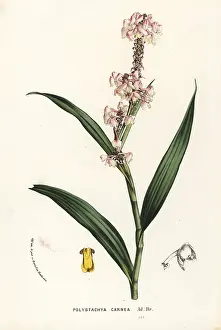 Carnea: Polystachya rhodoptera orchid