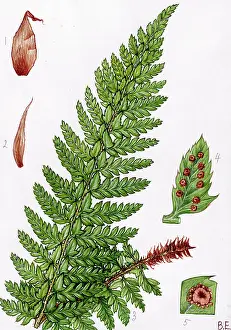 Aculeatum: Polystichum Aculeatum