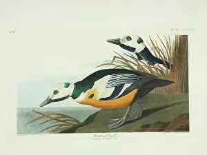Stelleri: Polysticta stelleri, Steller's eider