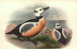 Anseriformes: Polysticta stelleri, Steller's eider