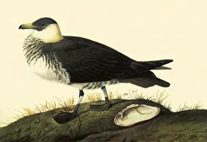Jaeger: Pomarine Jaeger, Stercorarius pomarinus