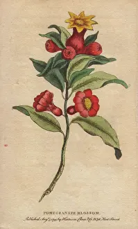 Pomegranate: Pomegranate blossom, Punica granatum