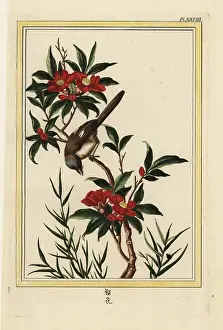 Pomegranate: Pomegranate flower, Punica granatum