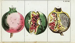 Gottlieb Tobias Wilhelm: Pomegranate fruit, Punica granatum