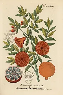 Pomegranate: Pomegranate, Punica granatum