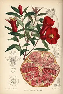 Pomegranate: Pomegranate, Punica granatum