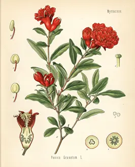 Pomegranate: Pomegranate, Punica granatum