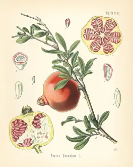 Pomegranate: Pomegranate, Punica granatum