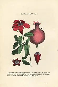 Pomegranate: Pomegranate, Punica granatum