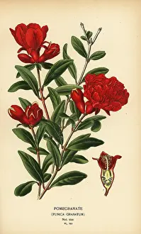 Pomegranate: Pomegranate, Punica granatum