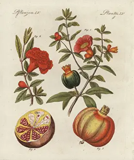 Kinder: Pomegranate, Punica granatum, fruit