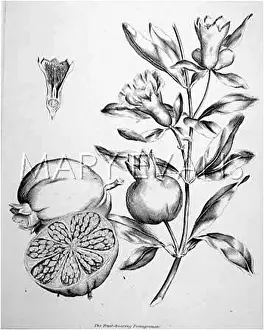 Pomegranates: POMEGRANATES ON A BRANCH
