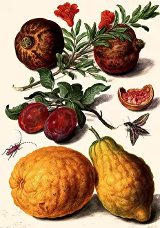 Plum: Pomegranates and Citrons