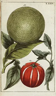 Gottlieb Tobias Wilhelm: Pomelo or pummelo, Citrus maxima