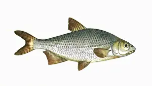 Bream: Pomeranian Bream (Silver Bream)