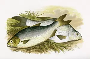Bream: Pomeranian Bream and White Bream