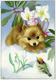 Heda: Pomeranian puppy in the snow