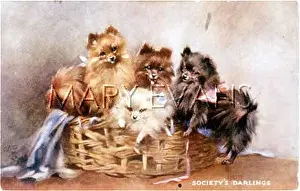 Basketful: FOUR POMERANIANS