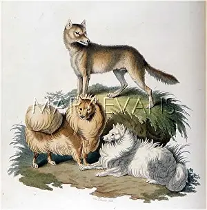 Dingo: POMERANIANS & DINGO