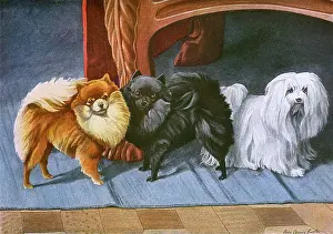 Pomeranians: Pomeranians, Maltese Terrier