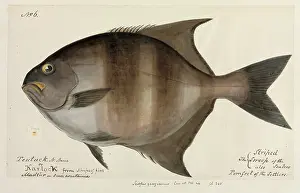 Ray Finned: Pomfret illustration