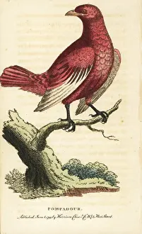Cotinga: Pompadour cotinga, Xipholena punicea