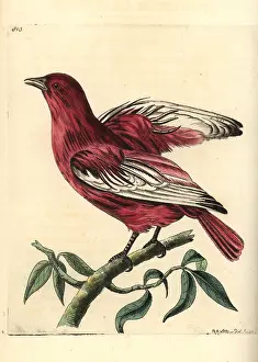 Cotinga: Pompadour cotinga, Xipholena punicea