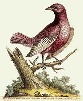 Pompadour: Pompadour Cotinga, Xipholena punicea