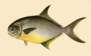 Underbelly: Pompano