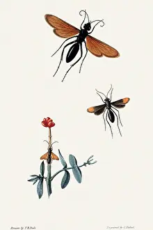 Arthropods: Pompilus Insects