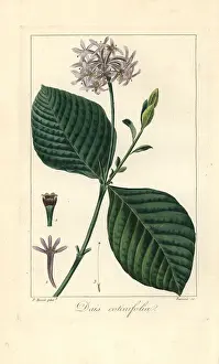 Pompom: Pompom tree, Dais cotinifolia