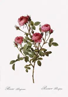 Pomponia: Pompon Rose