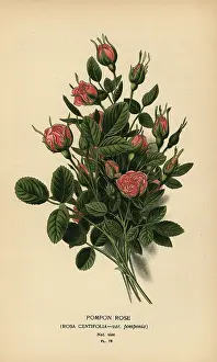 Centifolia: Pompon rose, Rosa centifolia var. pomponia