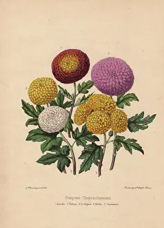 Modele: Pompone chrysanthemums: Asmodie, Perfecta