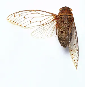 Merula: Pomponia merula, cicada